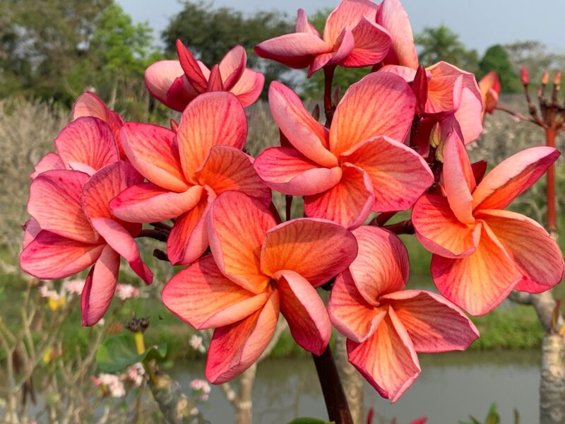 Rising Sun- A Brilliant Kukiat Seedling!
