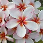 Brad's Buds and Blooms – Your source for beautiful plumeria and amazing ...