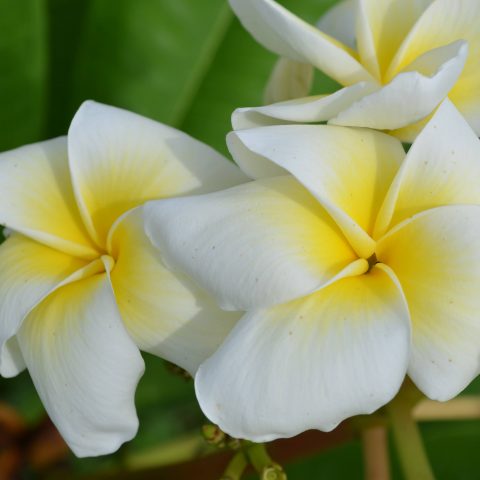 Plumeria Care – Brad's Buds and Blooms