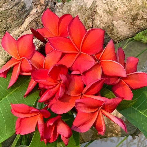 Plumeria Seeds – Brad's Buds And Blooms