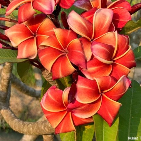 Brad's Buds And Blooms – Your Source For Beautiful Plumeria And Amazing ...