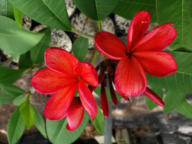 Bangkok Fire- Intense Fragrance & Fiery Color! – Brad's Buds and Blooms