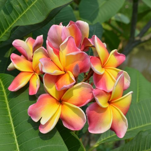 Plumeria Seeds – Brad's Buds And Blooms