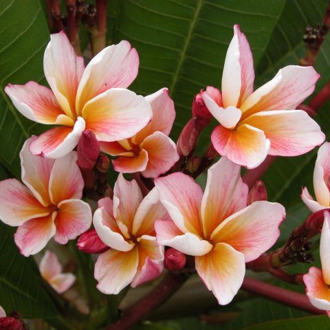 Brad's Buds And Blooms – Your Source For Beautiful Plumeria And Amazing ...