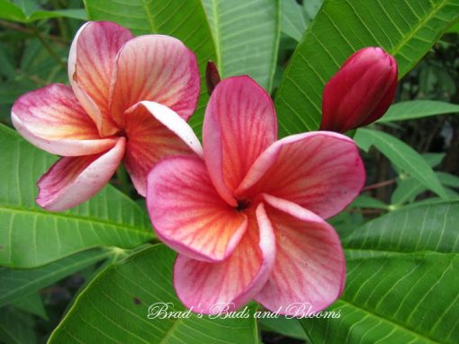 Rising Sun- A Brilliant Kukiat Seedling! – Brad's Buds and Blooms