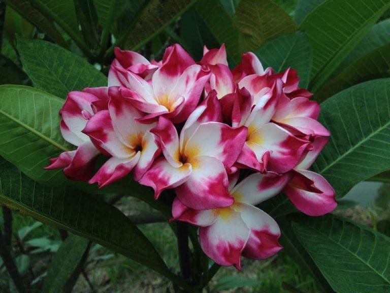 Brad's Buds And Blooms – Your Source For Beautiful Plumeria And Amazing ...